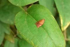 Cacoecimorpha pronubana