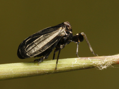 Phylloscelis atra