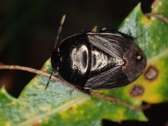 Geotomini
