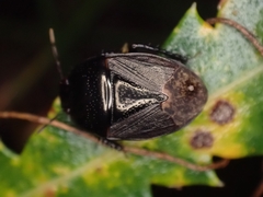 Geotomini