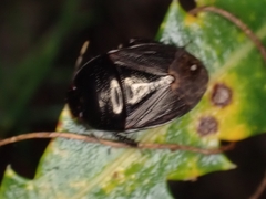 Geotomini