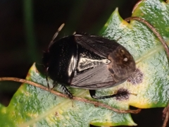 Geotomini