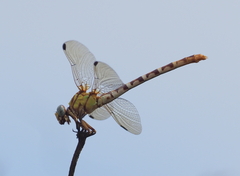 Erpetogomphus designatus