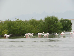 Phoenicopterus roseus