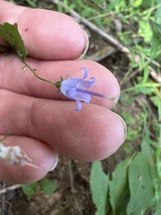 Campanula divaricata