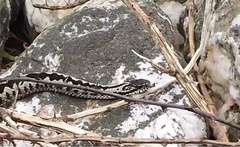 Vipera berus