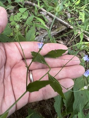 Campanula divaricata