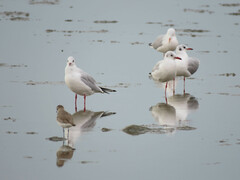 Chroicocephalus genei