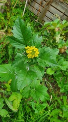 Rhamphospermum arvense