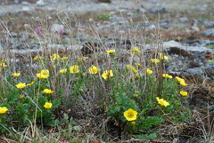 Geum rossii