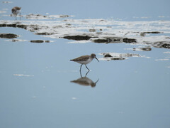 Calidris ferruginea