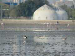 Haematopus ostralegus