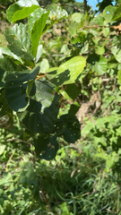 Alnus glutinosa