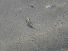 Buccinoidea