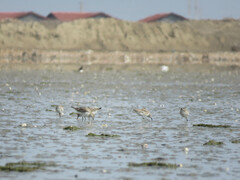 Calidris tenuirostris