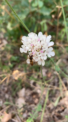Scabiosa columbaria