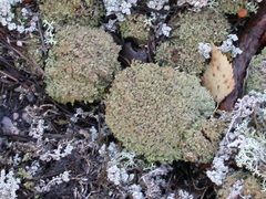 Cladonia strepsilis