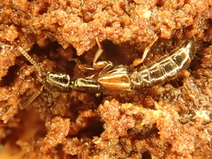 Nudobius lentus