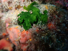 Palmophyllum crassum