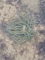 Anemonia viridis