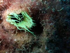 Cerianthus membranaceus