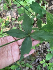 Silene stellata