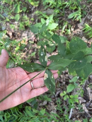 Silene stellata