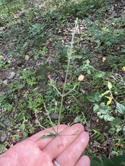 Silene stellata