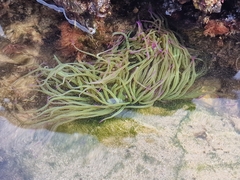 Anemonia viridis