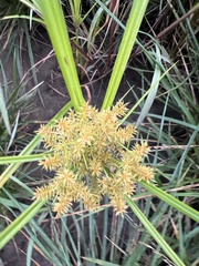 Cyperus odoratus