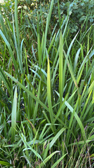 Sparganium erectum