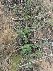 Chaenostoma campanulatum