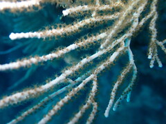 Eunicella singularis