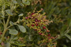 Chenopodium baccatum