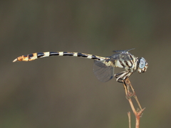 Phyllogomphoides stigmatus