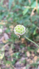 Scabiosa