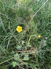 Ranunculus