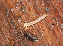 Tenebrionoidea