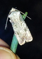 Agrotis puta