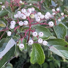 Cornus drummondii