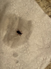 Curculionoidea