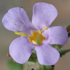 Chaenostoma campanulatum
