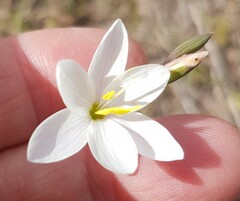 Iridaceae