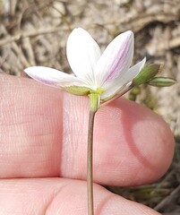 Iridaceae