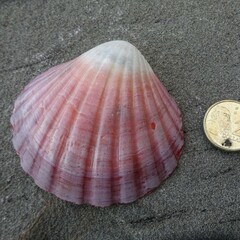 Pecten fumatus