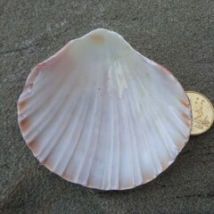 Pecten fumatus