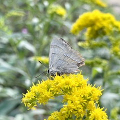 Thecla betulae