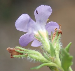 Chaenostoma campanulatum