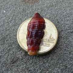 Batillaria australis