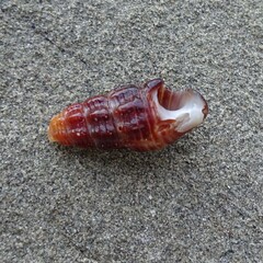 Batillaria australis